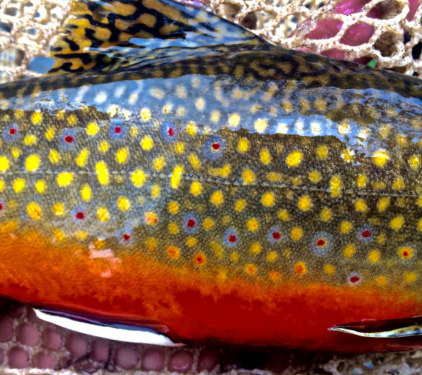 salvelinus