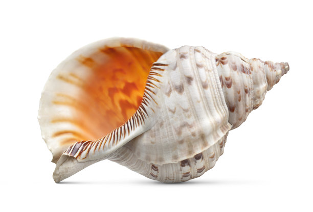 shells