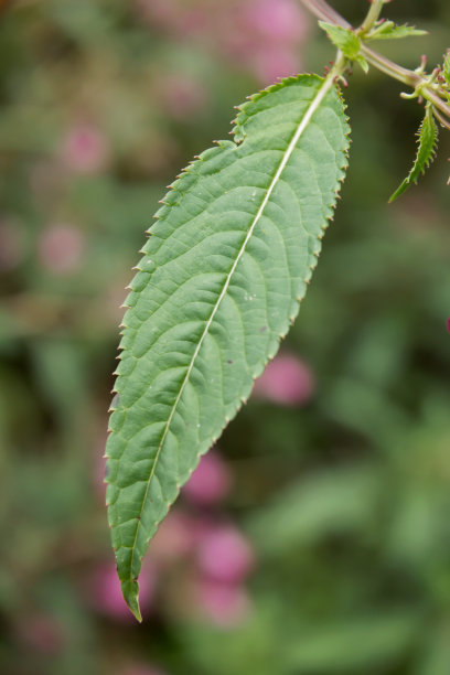 观赏宝石草