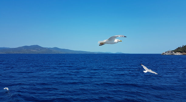飞鸟蓝色大海壁纸