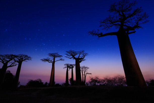 baobab