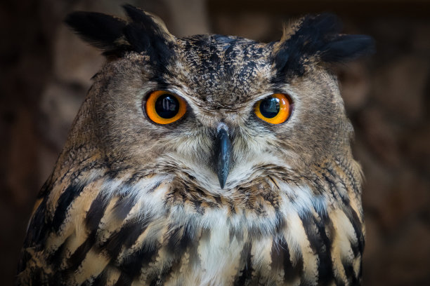 strix