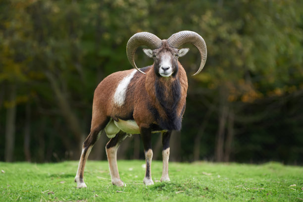 sheep