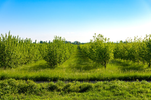 orchard
