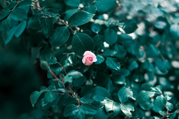 开花时间间隔