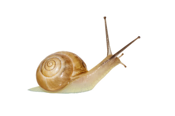 snail