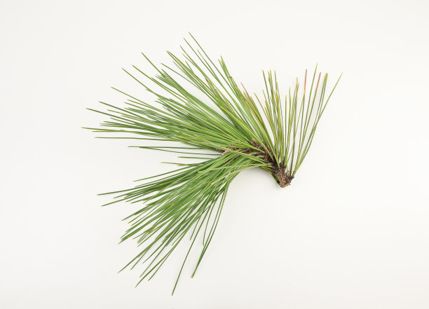 pine