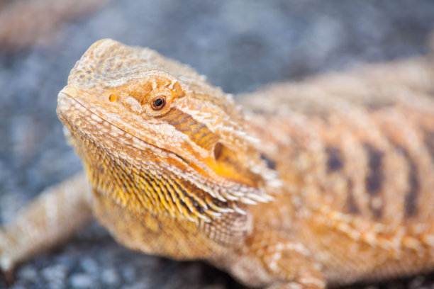 chamaeleon