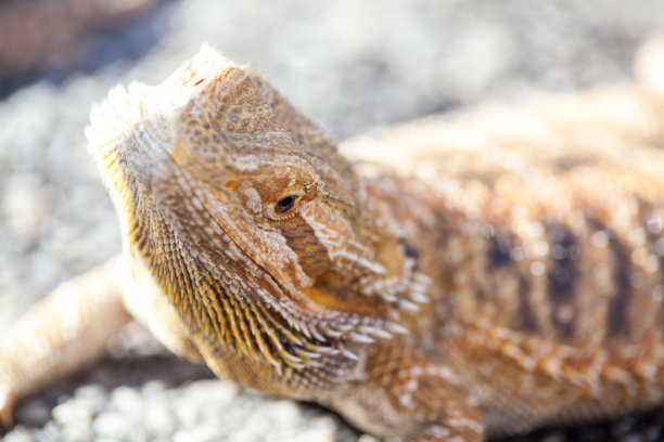 Iguana图片素材 Iguana设计素材 Iguana摄影作品 Iguana源文件下载 Iguana图片素材下载 Iguana背景素材 ...