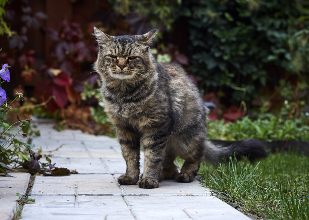 猫咪可爱造型