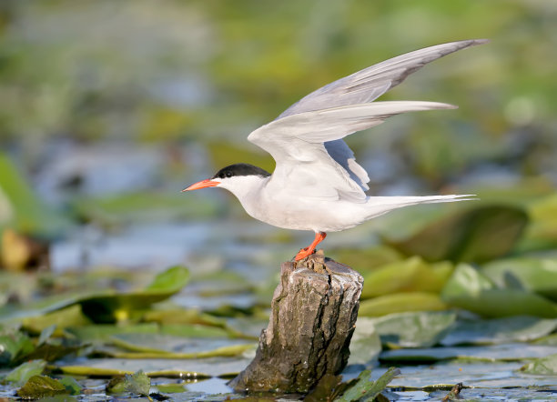 tern