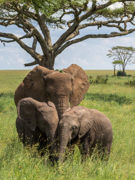 serengeti
