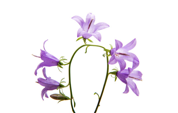 hyacinthoides