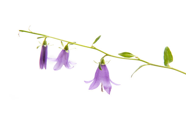 hyacinthoides