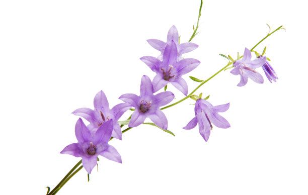 hyacinthoides