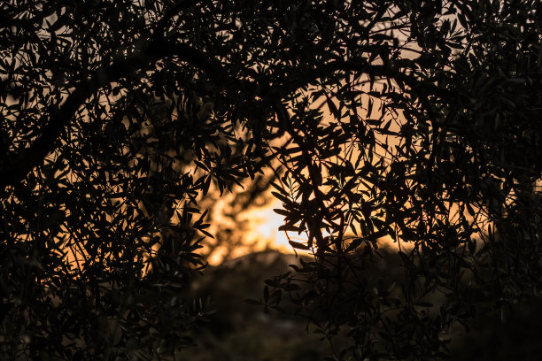 水平画幅,光效果,油橄榄树