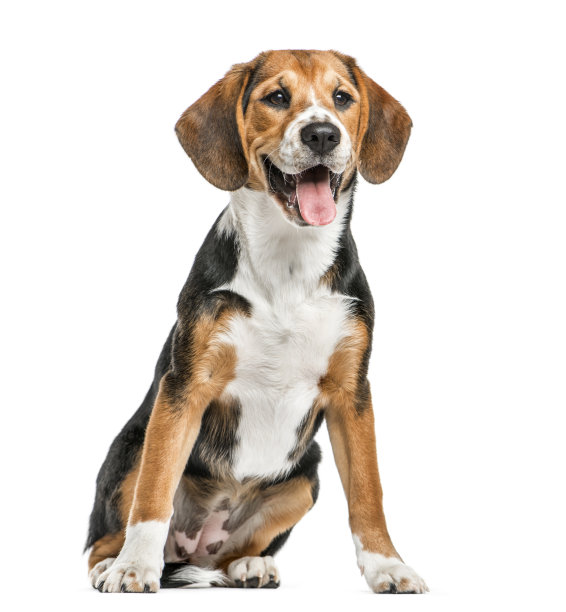 doggy