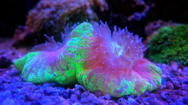 水族馆珊瑚虫