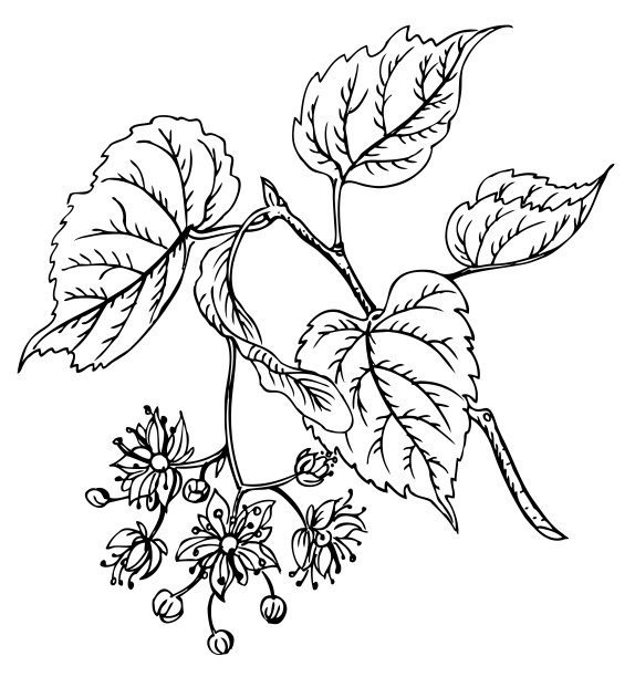 linden