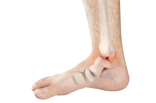 tibia