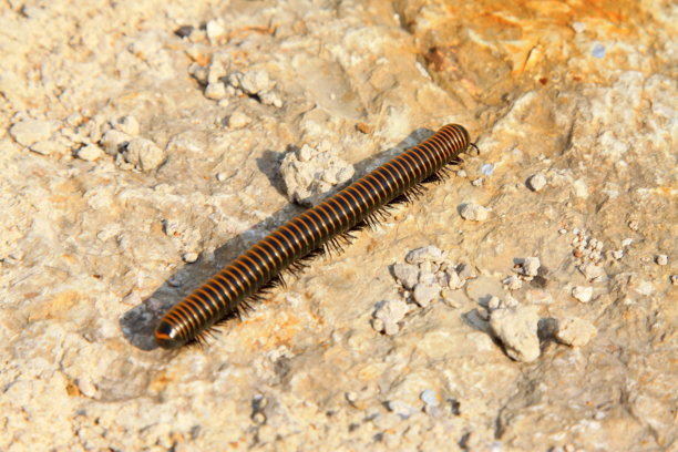 millipede