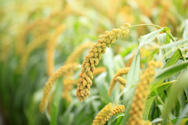 millet