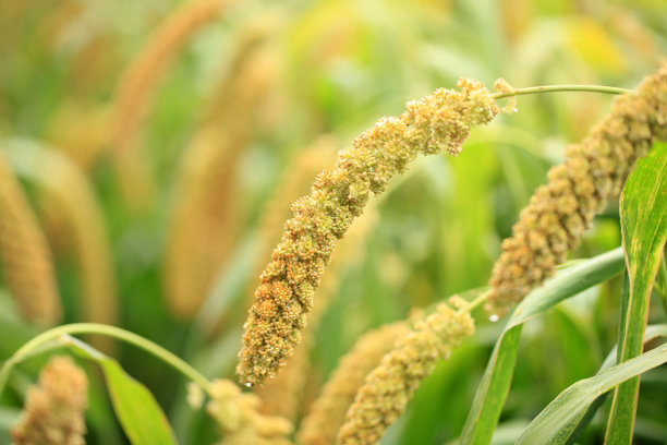 millet