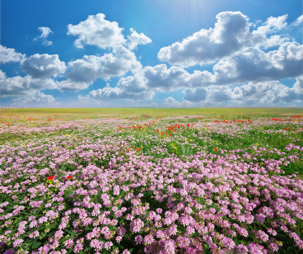 blossoms