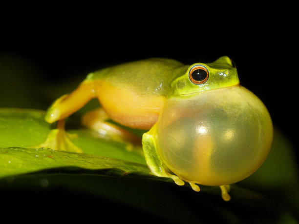 漂亮绿树蛙