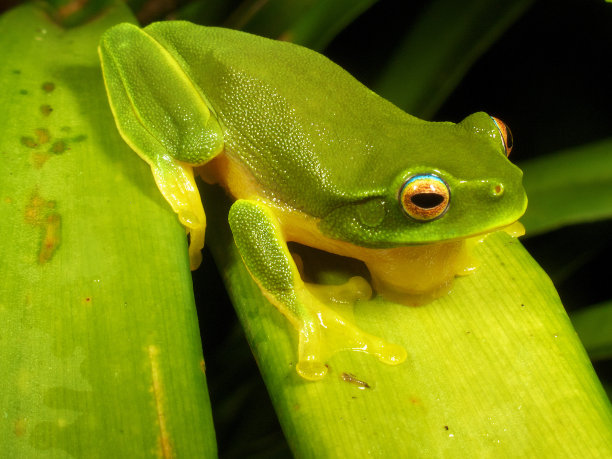 漂亮绿树蛙