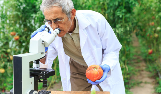 实验显微镜实验蔬菜的科学家