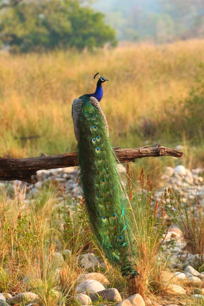 peacock