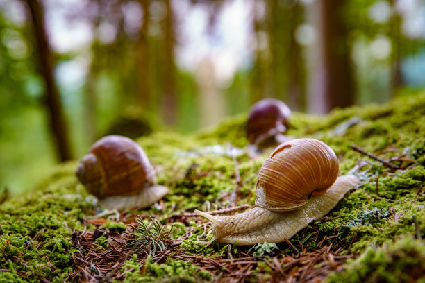 snail