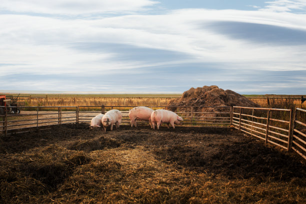 pig