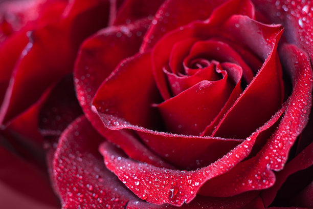 roses