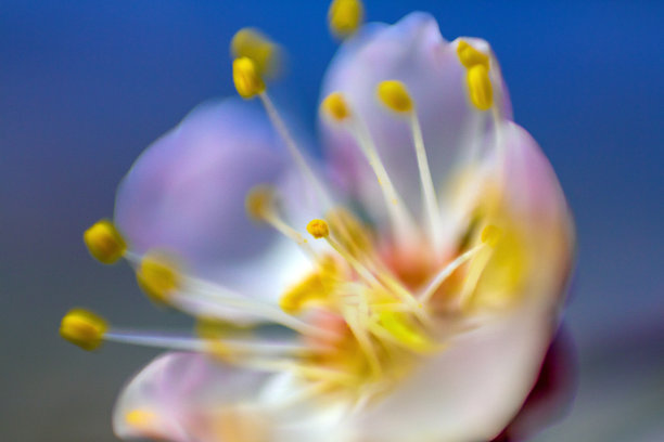 樱花雨