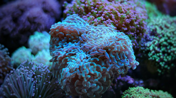 corals