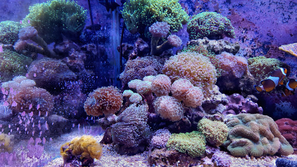 corals
