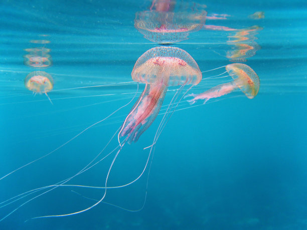 jellyfish