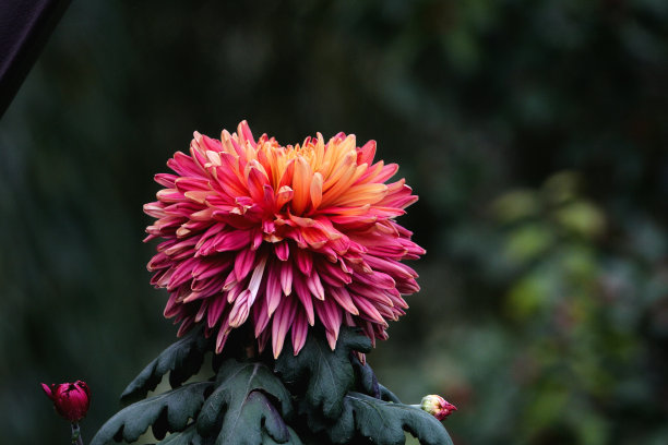 秋季菊花展