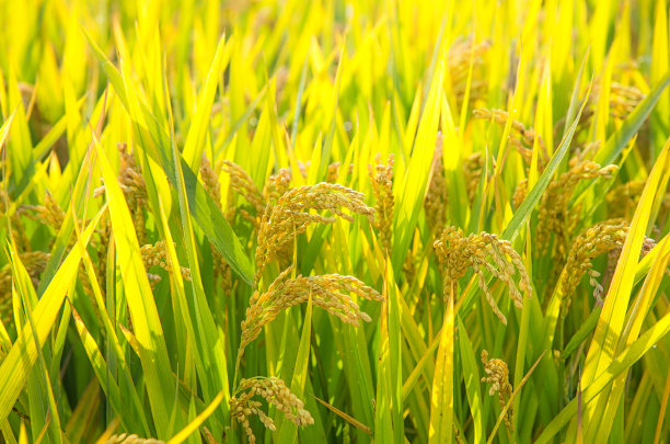 水稻,稻谷,金黄,成熟