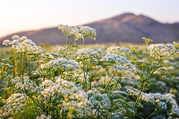fennel