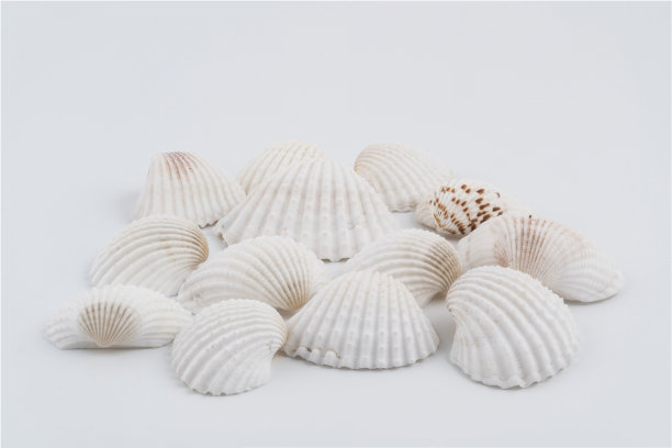 shells