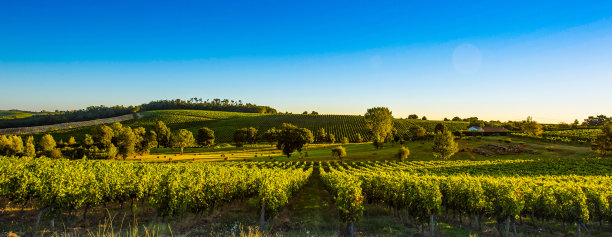 vineyard