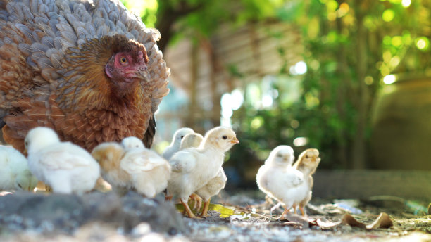 chick