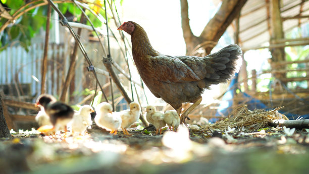 chick