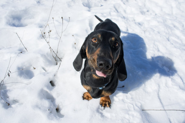 雪地上的腊肠犬