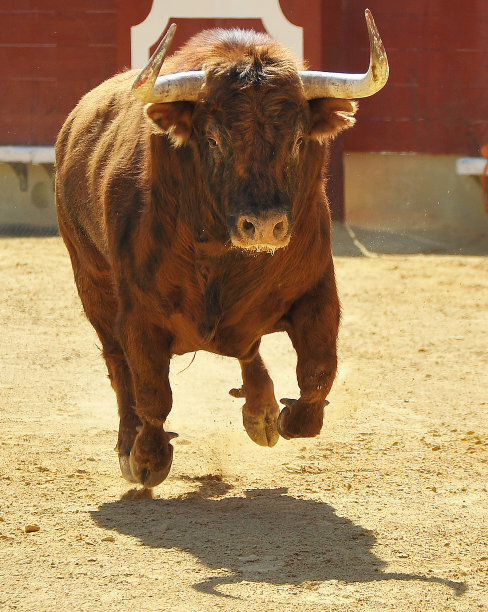 bull