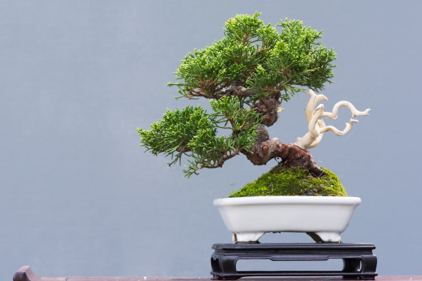 bonsai