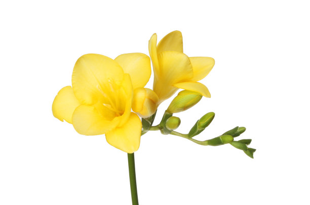 freesia
